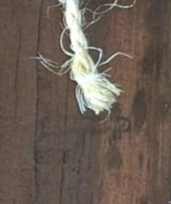 Image 1 of Topstuk: Authentieke Jan Hendrik Verburgh – "Familie Eenden" – Monumentale 19e-eeuwse Biggs & Sons Lijst