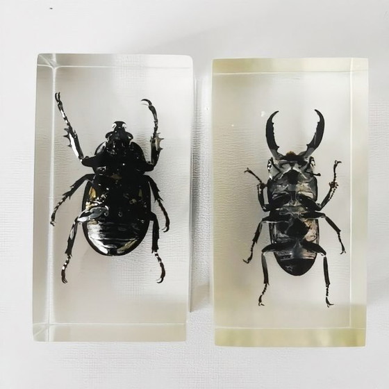 Image 1 of Ensemble vintage d'insectes en résine, scarabée rhinocéros, lucane cerf-volant, presse-papier en résine, années 1980