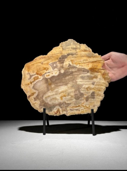 Madera fosilizada de Sooka, estándar a medida (nuevo)