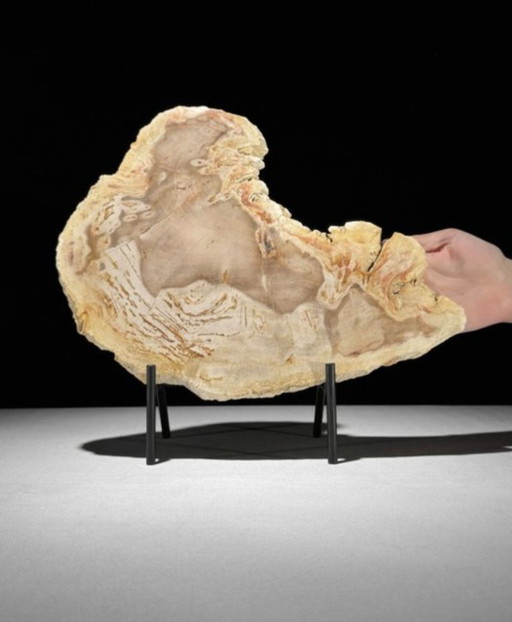 Madera fosilizada de Sooka, soporte hecho a medida (nuevo)