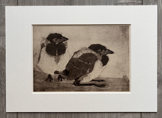 Image 1 of Jan Mankes 1889-1920 / Original Heliogravüre 2 junge Elstern 1923