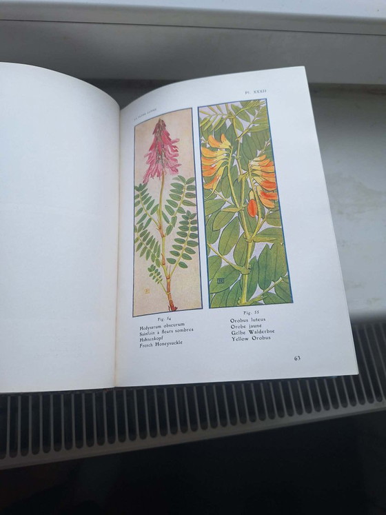 Image 1 of libro sulla flora alpina