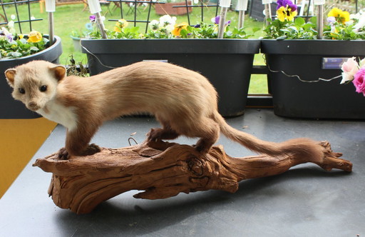 Trophée de martre empaillée vintage provenant d'une propriété, en bon état de conservation, avec matériel de fixation murale.