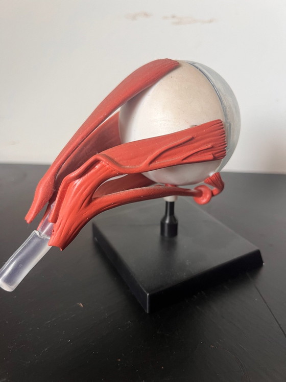 Anatomical eye – Ein-O Science, Decoratieve objecten, Kunststof (photo 4 of 5)