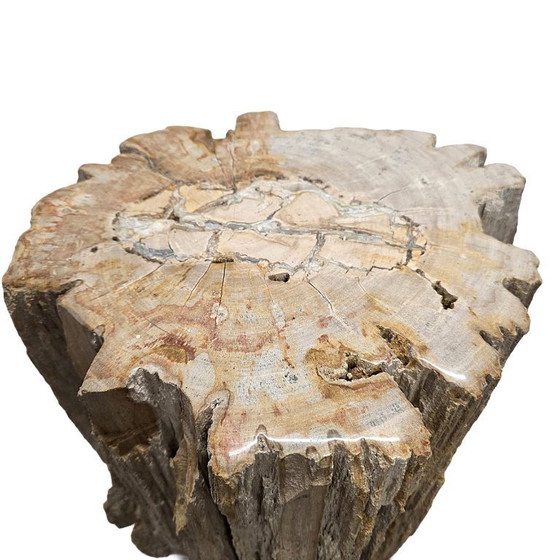 Image 1 of Madera petrificada como mesa auxiliar, de más de 50 millones de años.