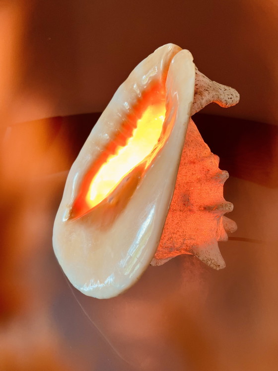 Image 1 of Casis Cornuta Helm Schelp Lamp