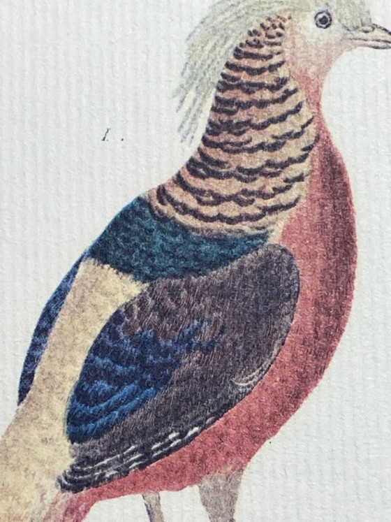 Image 1 of Engraving, Drawing, Sketch: Pair of Chinese Golden Pheasants by François-Nicolas Martinet
