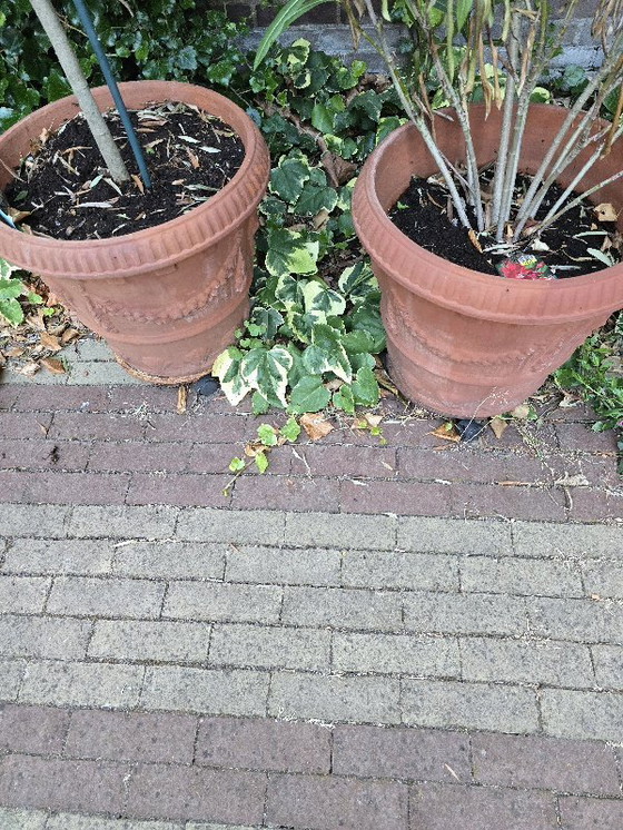 Image 1 of Vasi per piante ornamentali in terracotta di importazione toscana. Duro.