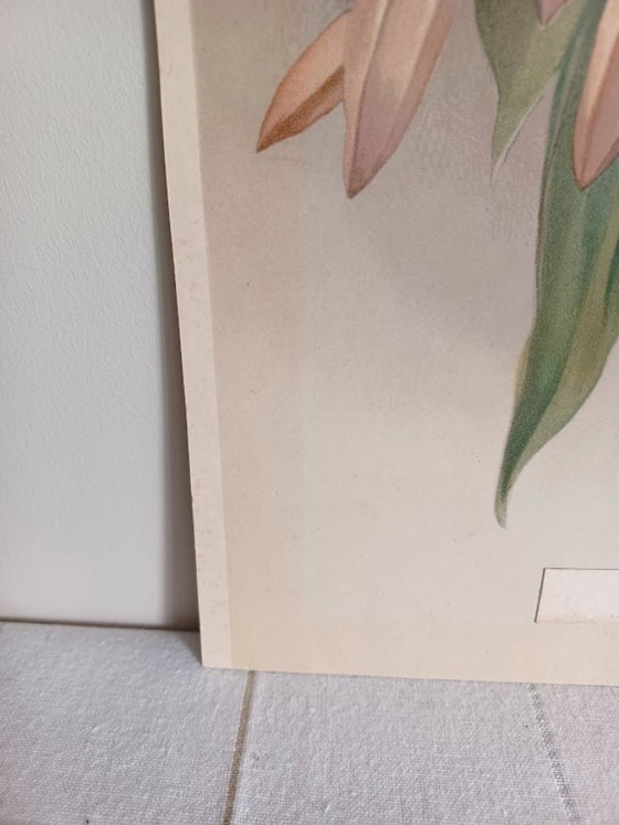 Image 1 of Original Chromolithography 'Reichenbachia' 1888 – H.G. Moon