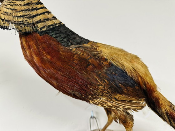Antique stuffed Golden Pheasant Rooster – Decorative Objects, Wood, Other (photo 9 of 14)