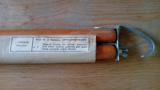 Image 1 of Tabla escolar antigua J. Verhave, Genética según Mendel N.° 2, Guisantes