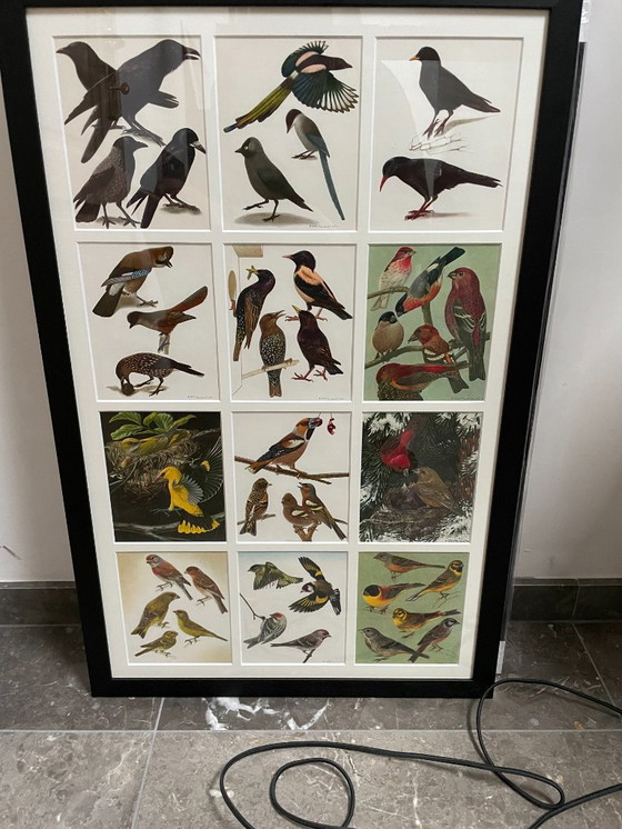 Image 1 of Cornici con uccelli