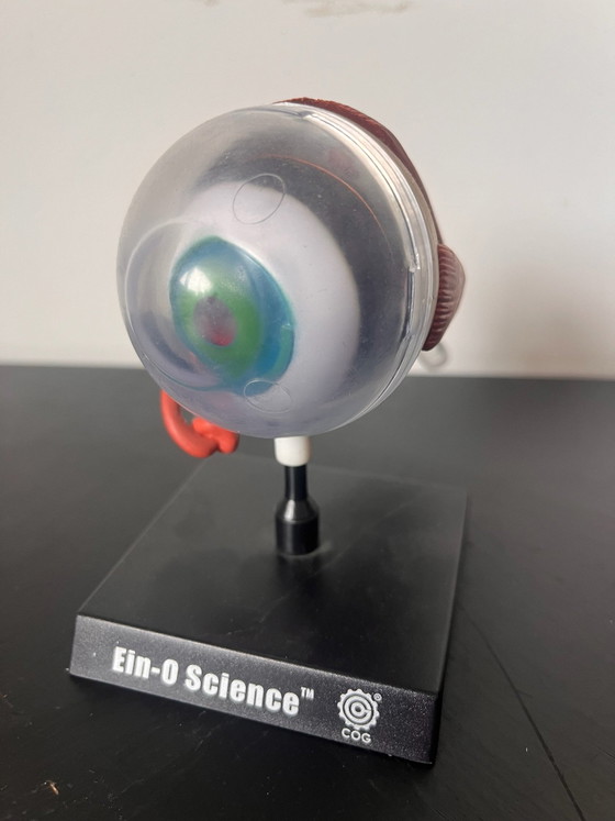 Anatomical eye – Ein-O Science, Decoratieve objecten, Kunststof (photo 3 of 5)