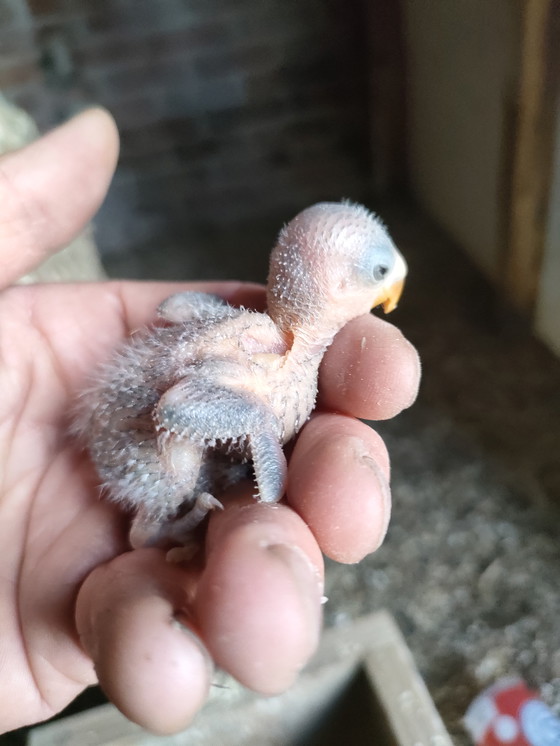 Image 1 of Inséparables à apprivoiser à la main