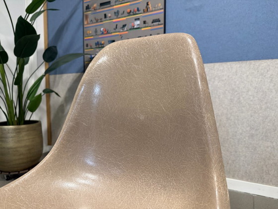 Herman Miller | Eames | DSW | Fibre de verre gris-beige | 4 pièces – Chaises de salle à manger, Metal, Wood (photo 10 of 13)