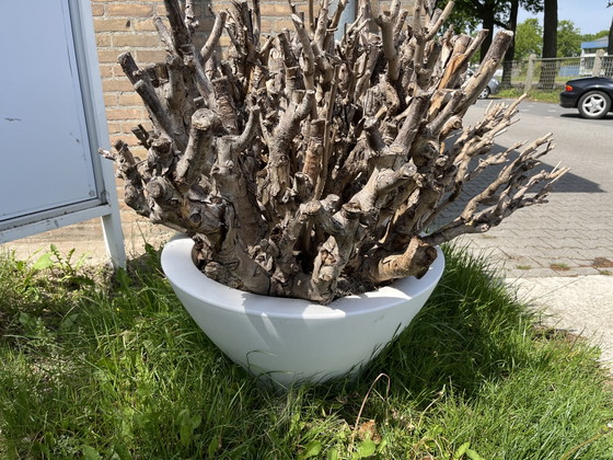 Image 1 of Ball Catalpa (trocken) im Designertopf