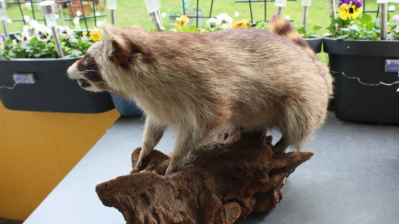 Image 1 of Raccoon taxidermy from an estate, mounted on a large, heavy root, open snout with real teeth