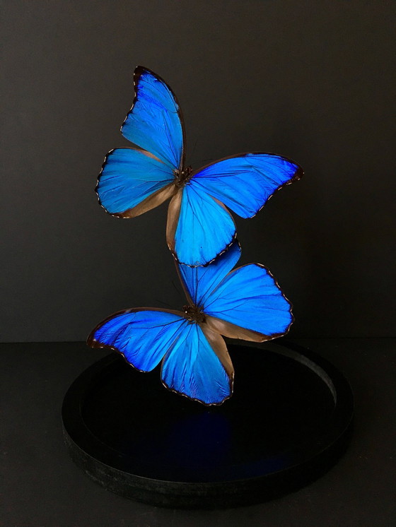 Image 1 of Morpho Didius • Géant Bleu • Cloche en Verre • Pérou • 2020