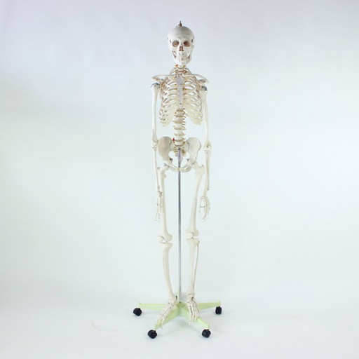 Freestanding Vintage Human Skeleton Anatomy Model, Czechoslovakia 1980s