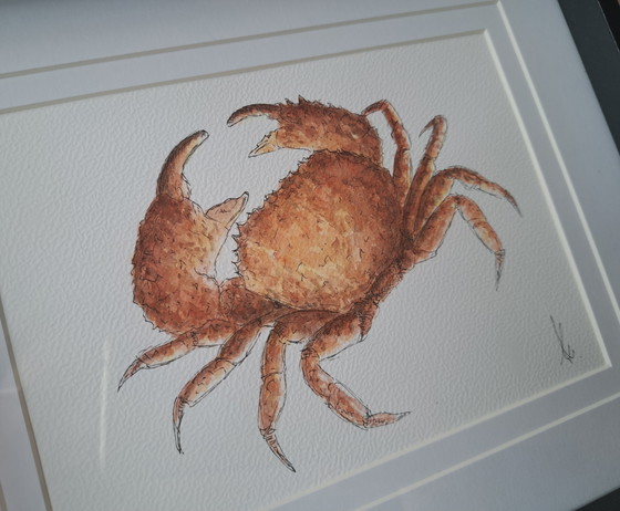 Image 1 of Original watercolor painting of a crab, including frame
