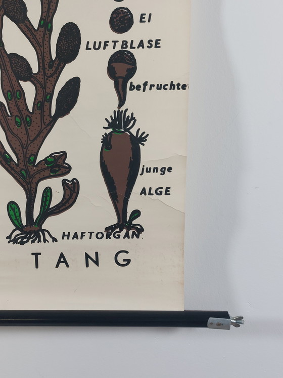 Image 1 of Vintage roll-up map, teaching aid, biology, plants, wall map