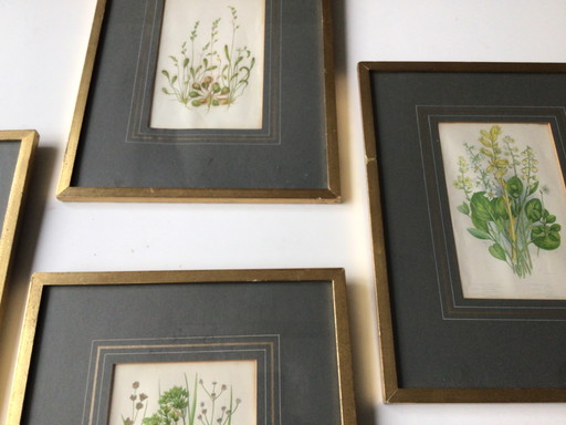 Collection of Botanical Prints