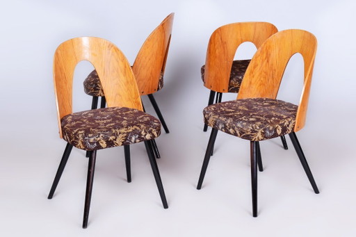 Set of Four Restored Mid-Century Chairs, Beech, Oak, Slovakia, 1950-1959 – Tatra Nábytok, eetkamerstoelen, Textile, Wood