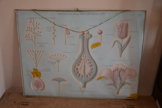 Image 1 of Unieke Vintage  - oude schoolplaat bloemen - oude Duitse schoolkaart - schoolplaat botanica - planten - biologie - plasticplaat