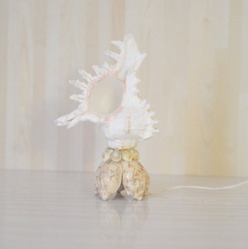 Shell lamp