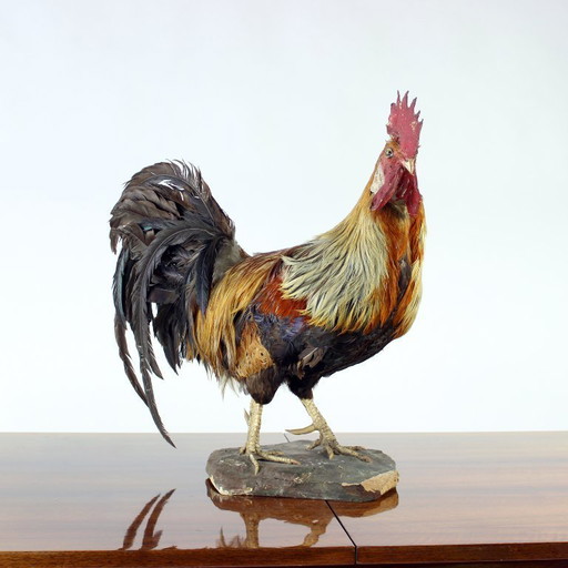 Grand coq taxidermique allemand ancien, début des années 1900