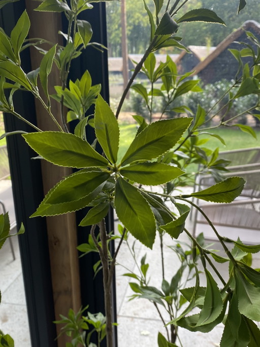 Pianta artificiale / Albero Pieris Japonica – decoratieve objecten, Plastic, Textile (photo 2 of 5)