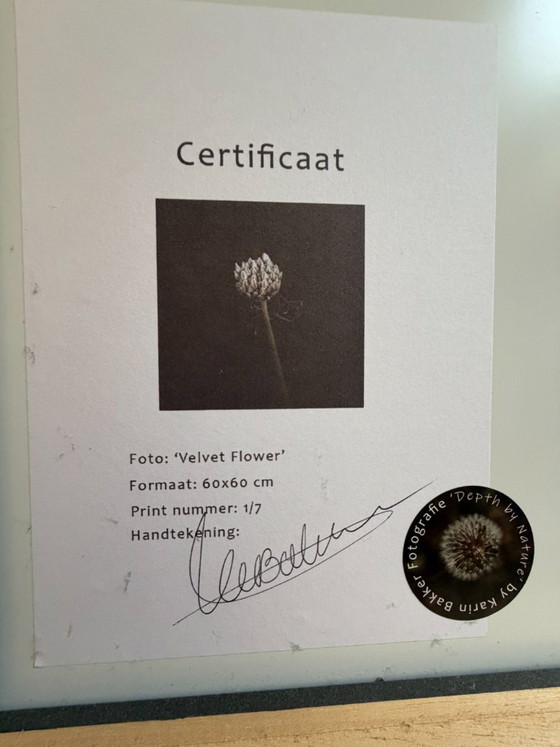 'Velvet Flower': Bel fiore su dibond in cornice a cassetta – Fotografie, Aluminium (photo 4 of 5)