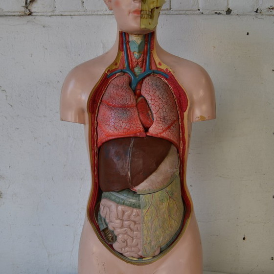 Image 1 of 1x deco biology mannequin
