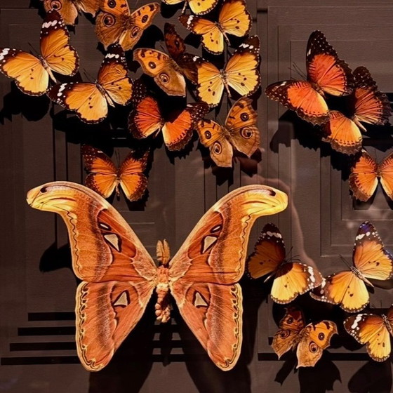 Image 1 of Butterfly box with a passe-partout in the background and with various butterflies in it, brown and red butterflies