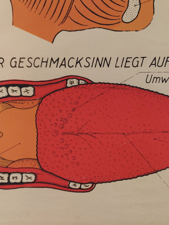 Image 1 of Vintage teaching aid roll-up chart oral cavity medicine wall chart