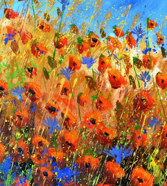 Image 1 of Red poppies