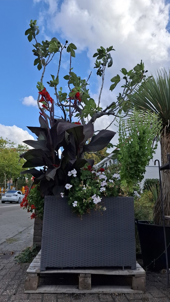 Image 1 of Fig tree in large planter | Mediterranean eye-catcher