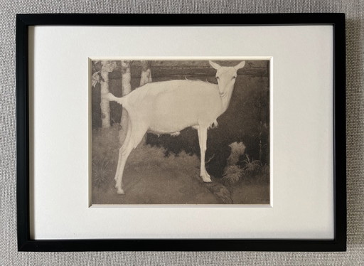 Jan Mankes 1889-1920 / Original Heliogravure Young White Goat 1923