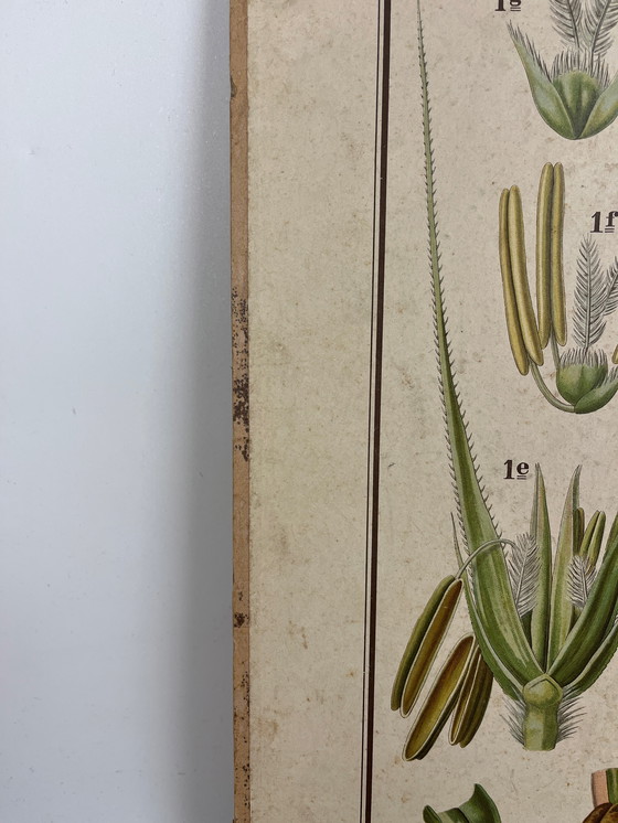 Image 1 of Pannello didattico, pannello scolastico, pannello espositivo, litografia, probabilmente intorno al 1900 - 64 cm