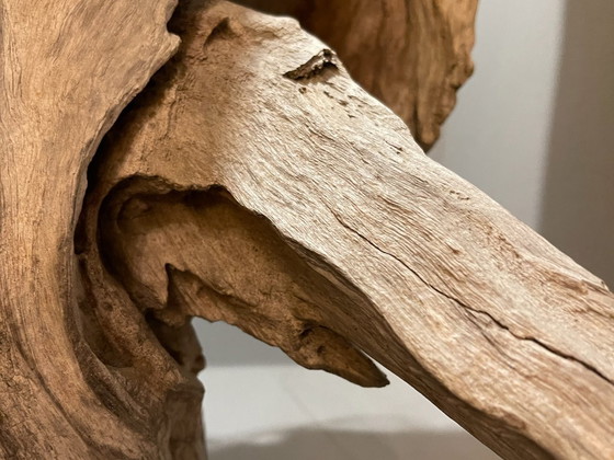 Image 1 of Fleur du désert de Ramon Monsanto