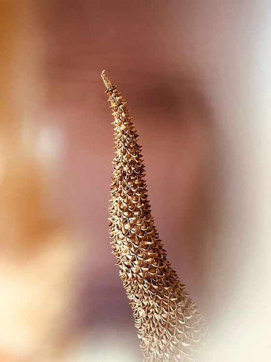 Image 1 of Unieke Bohemian vloerlamp