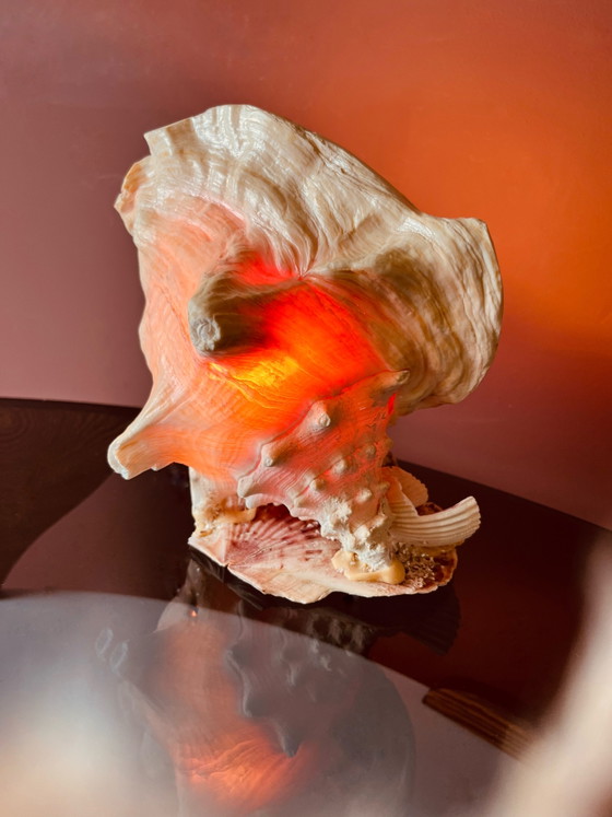 Image 1 of Vintage '70s shell lamp
