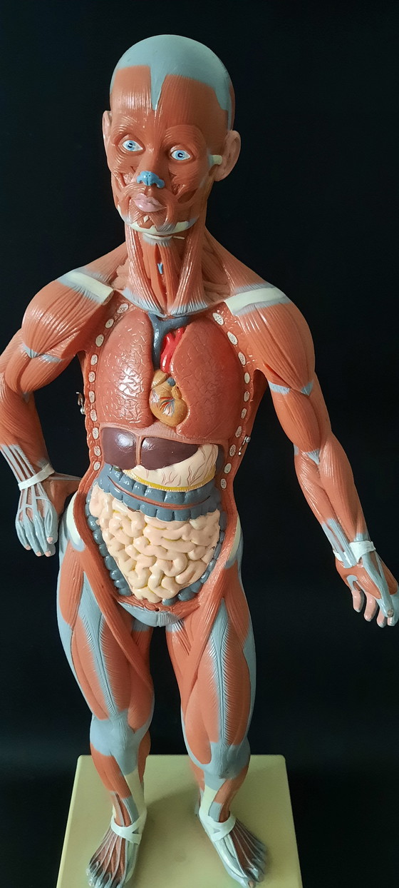 Image 1 of Modello anatomico d'epoca del corpo umano
