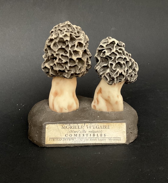 Image 1 of Conjunto exclusivo de 13 modelos de setas Deyrolle / Eurosap-Deyrolle – Colección didáctica de farmacia francesa