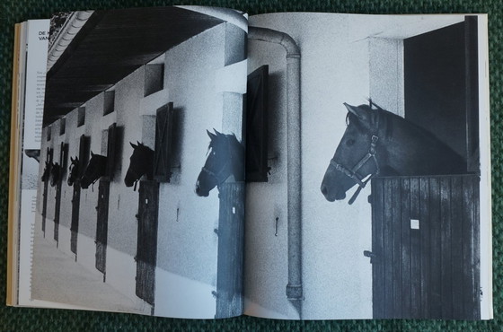 Image 1 of Ein Königreich für ein Pferd