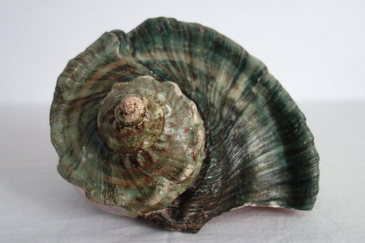 Enorme coquillage turban vert nacre polie vintage