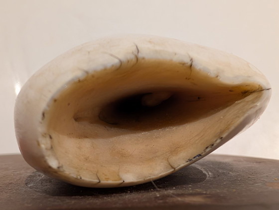 Image 1 of Dent de cachalot ancienne