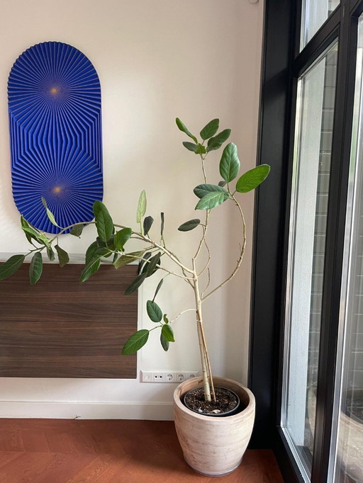 Set di mobili di design Novamobili – Legno marrone scuro e grigio | Come nuovo