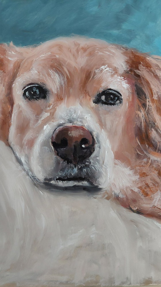 Image 1 of Golden Retriever