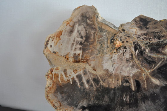 Image 1 of Sezione o pezzo di legno pietrificato sul suo supporto (rerf 3174)